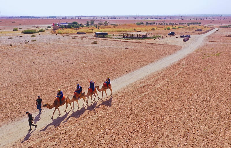 Group camel ride in Marrakech with Volcano Experience